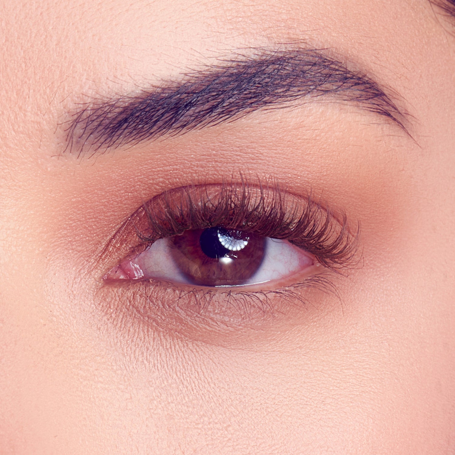 FALSCARA STUDIO Lash Extension Kit  - Dark Chocolate